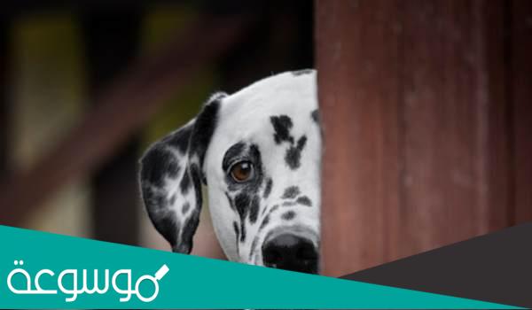 على ماذا يدل هروب الحيوانات عند الخوف