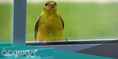 على ماذا يدل وجود العصفور والحمام على الشباك