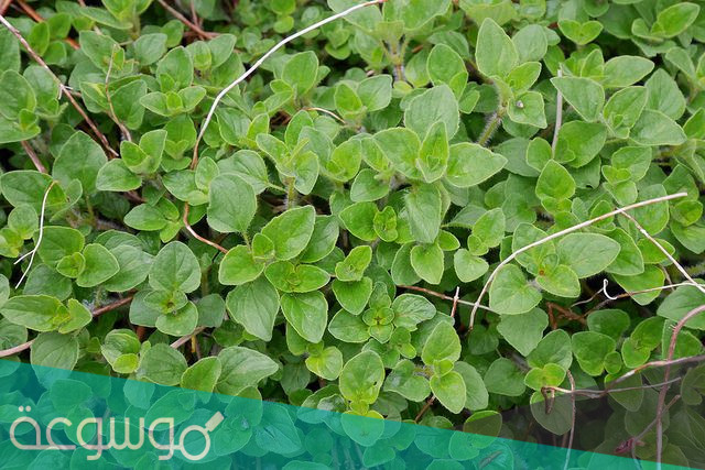 فوائد الاوريغانو