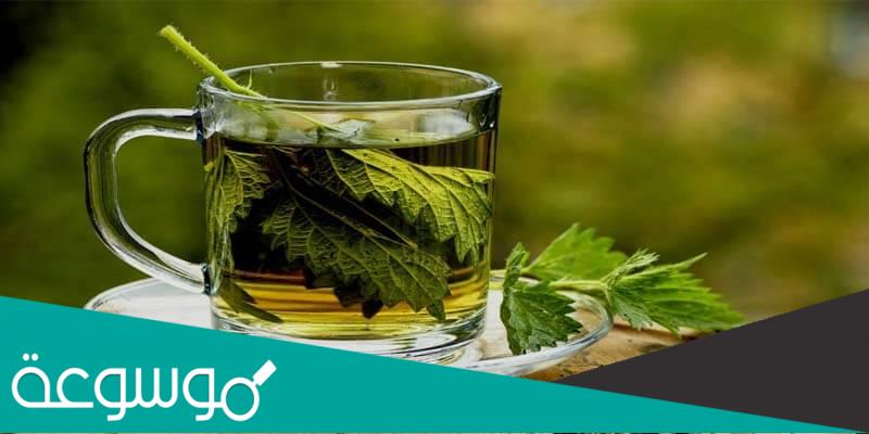 فوائد البعيثران الصحية والعلاجية