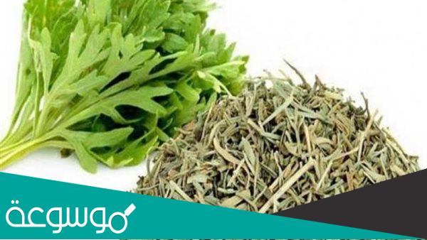 فوائد الشيح للعناية بالشعر