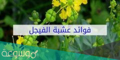 فوائد الفيجل للسحر وطريقة استخدامه