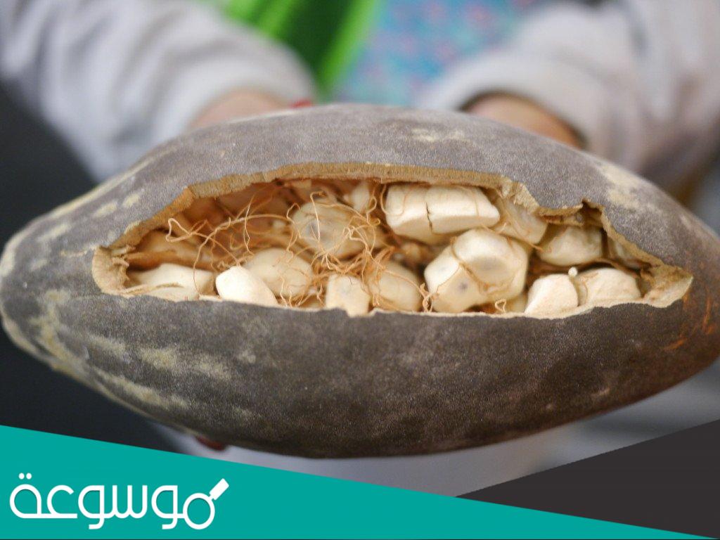 فوائد القنقليز للصحة والجسم