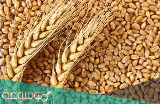 فوائد الهريس لجسم الإنسان