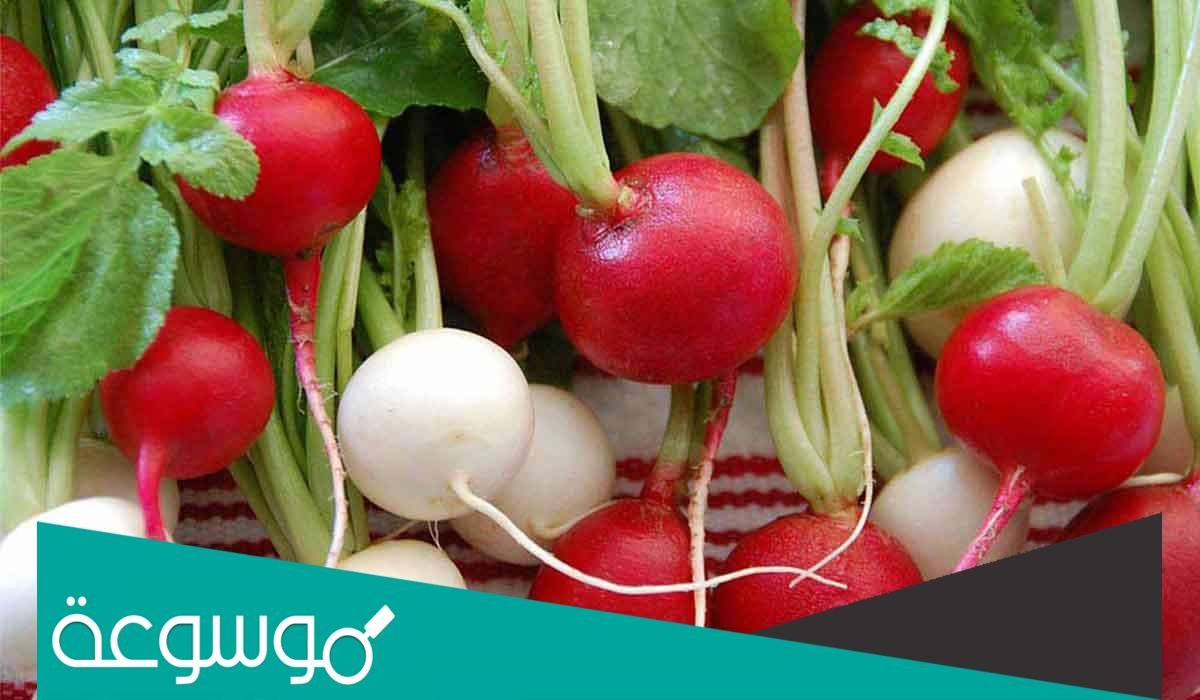 فوائد تناول الفجل الأحمر والأبيض