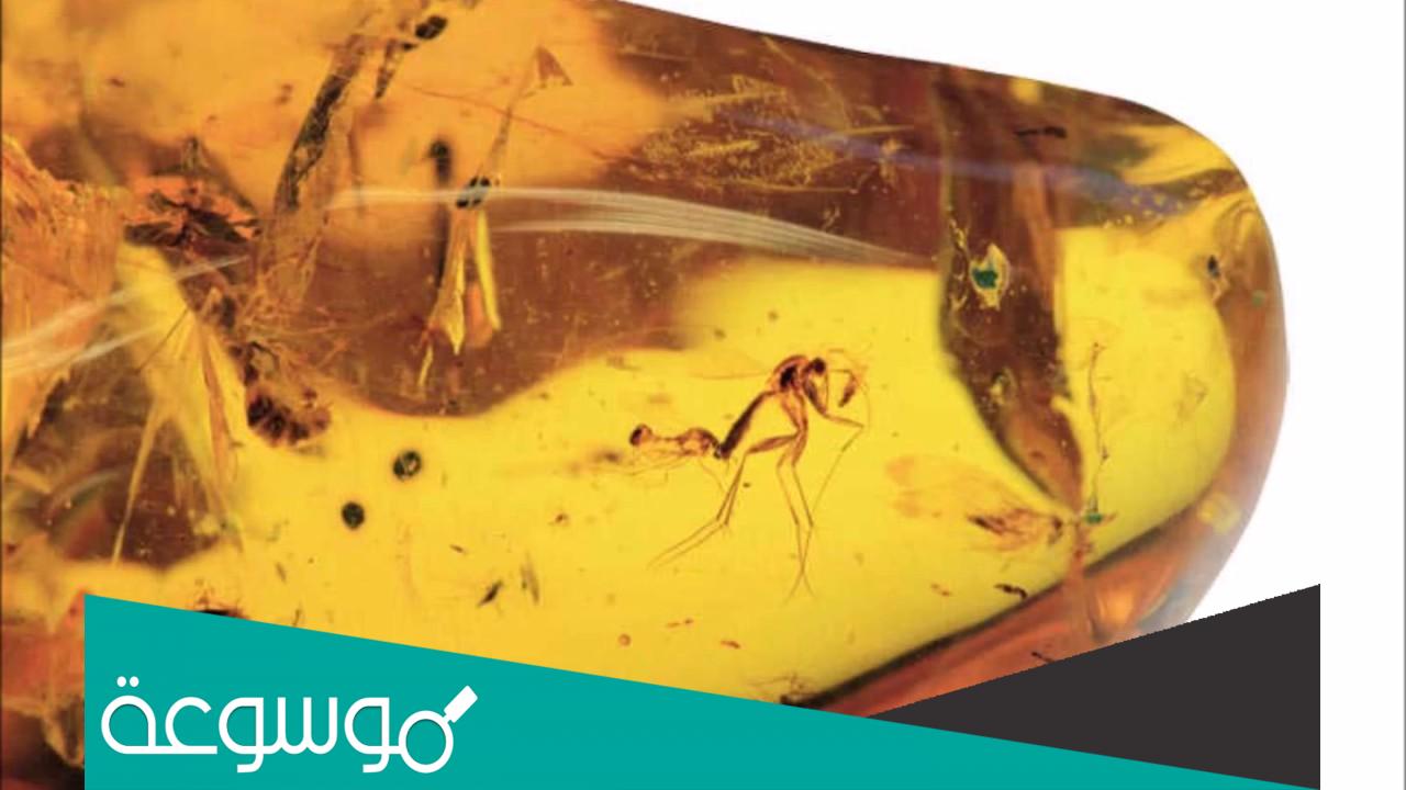 فوائد زيت الكهرمان