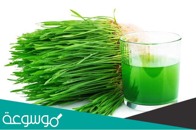 فوائد عشبة القمح لمرضى السكري