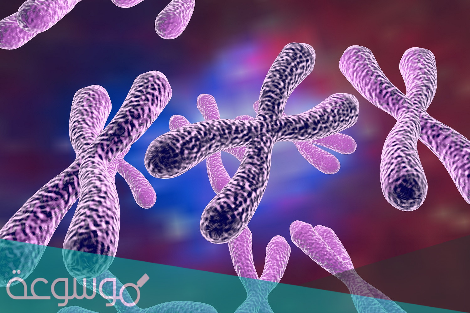 كم عدد الكروموسومات في الخليه