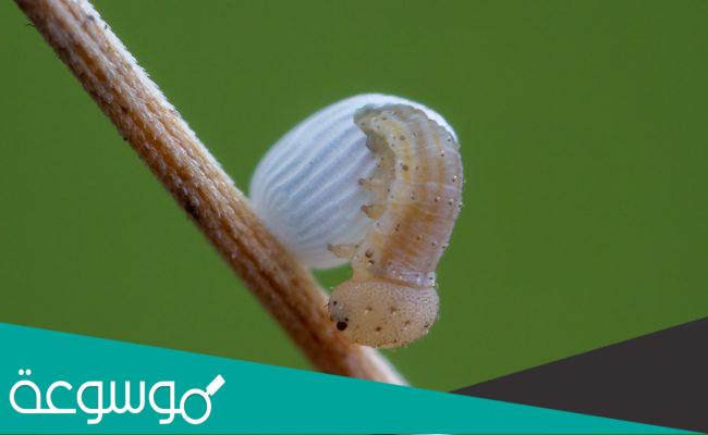 كم عدد مراحل التحول الكامل وأمثلة عليها