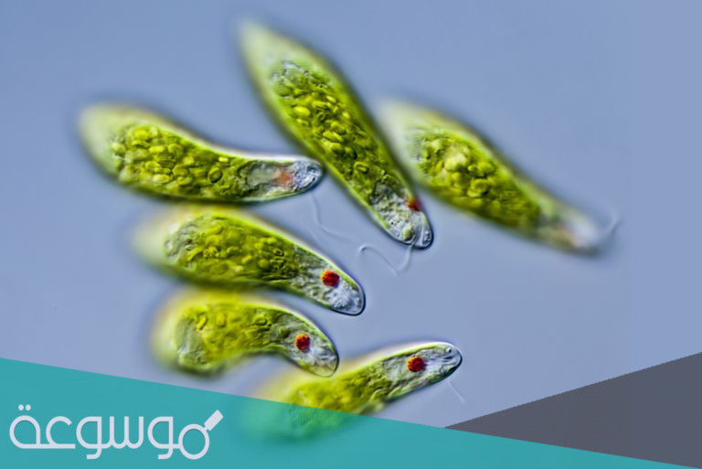 ما وظيفة البقعة العينية في اليوجلينا