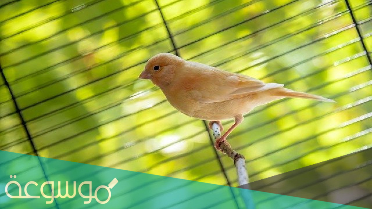 كيف تتنفس الطيور