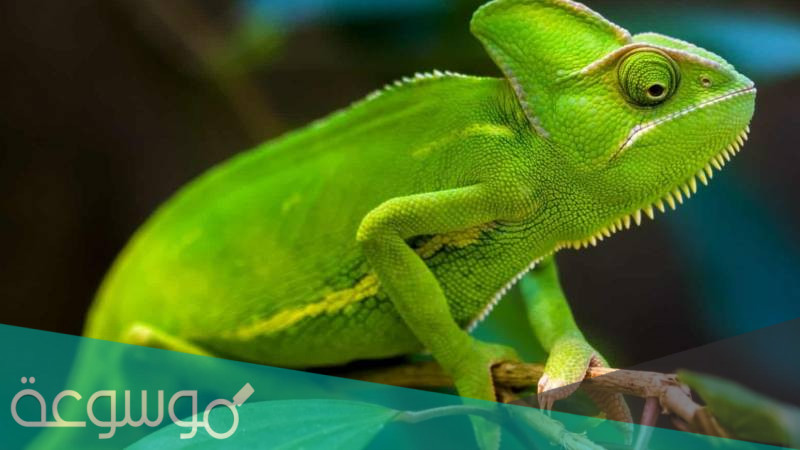 كيف تغير الحرباء لون جلدها ؟