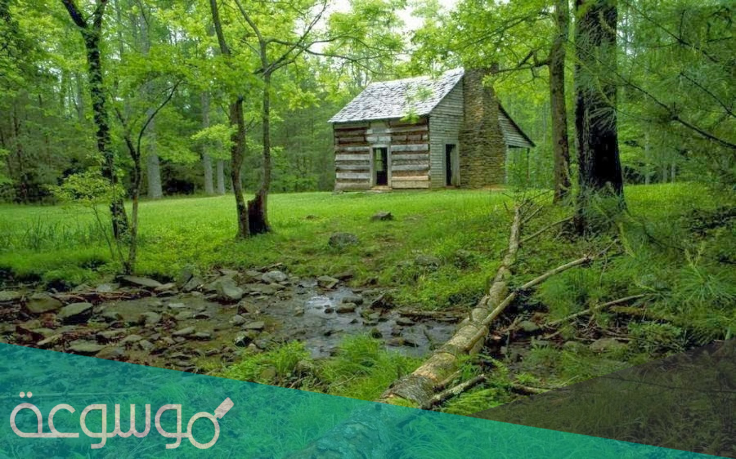 كيف كان يعيش سكان الغابة