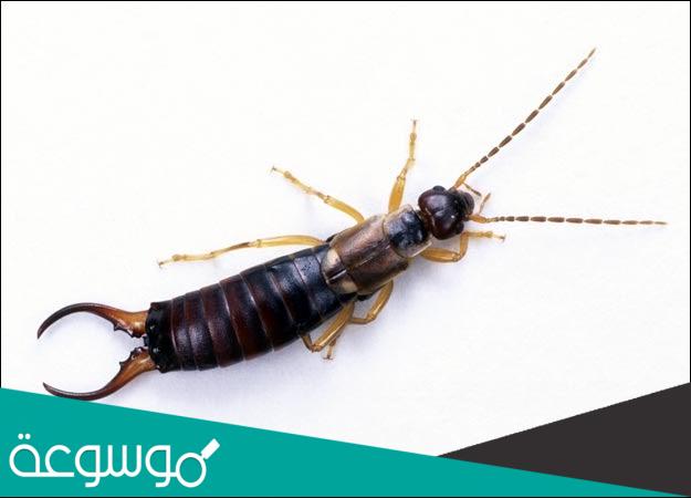 كيفية القضاء على حشرة أبو مقص نهائيًا