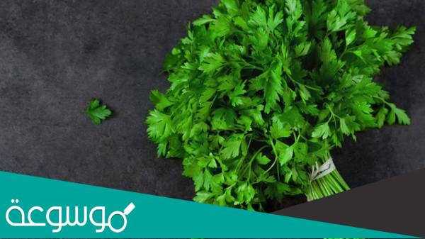 كيفية تخزين البقدونس والكزبرة والشبت