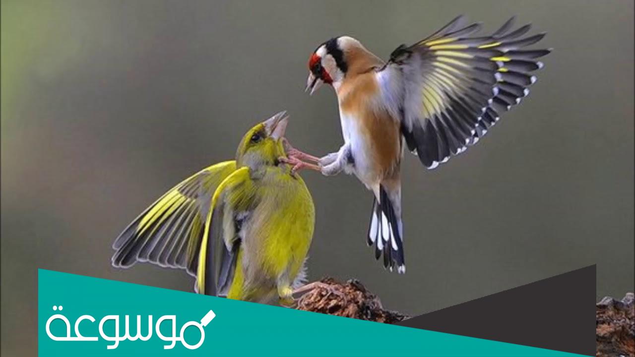 كيفية تربية طائر الحسون و الاعتناء به