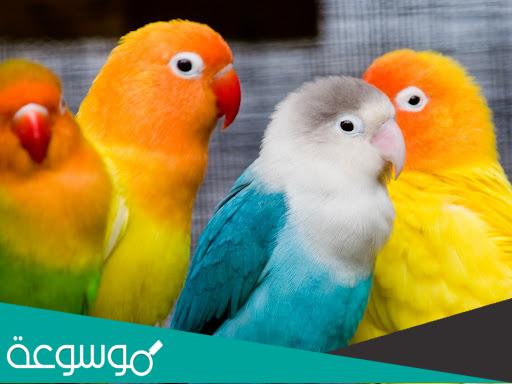 كيفية تربية طائر الروز و الاعتناء به
