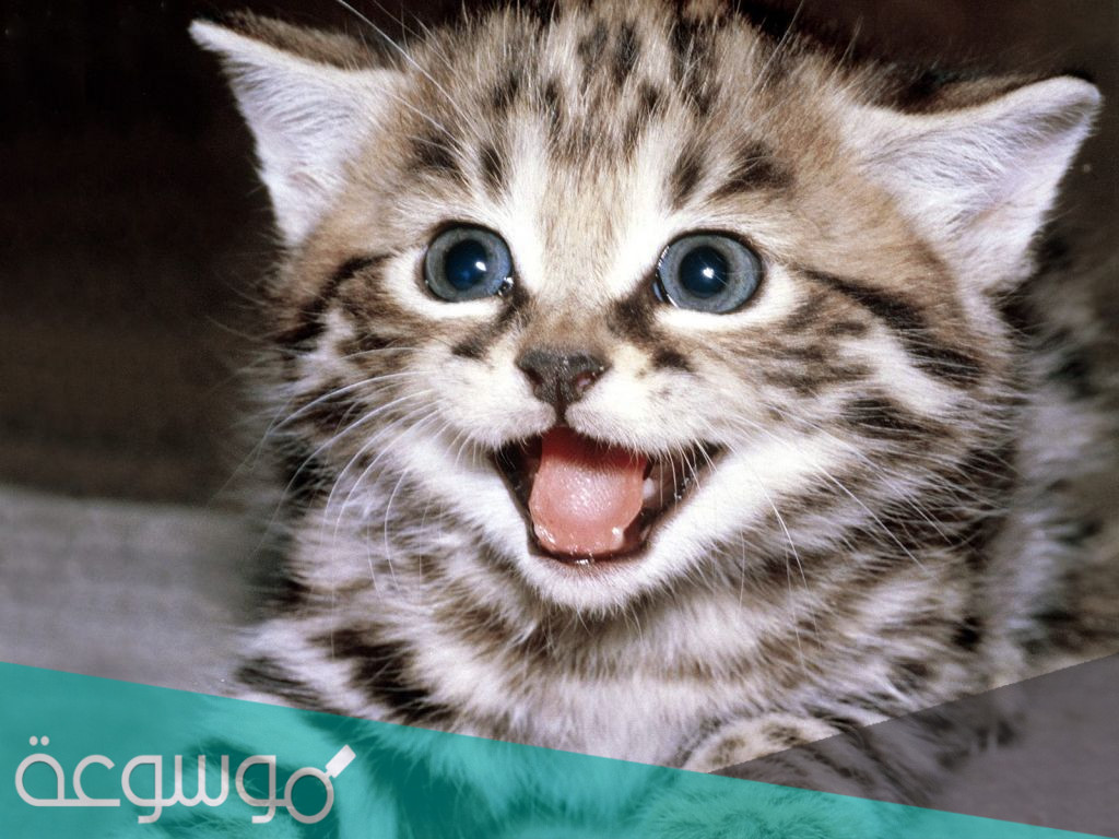 لغة وايماءات القطط من صوتها وحركات جسدها
