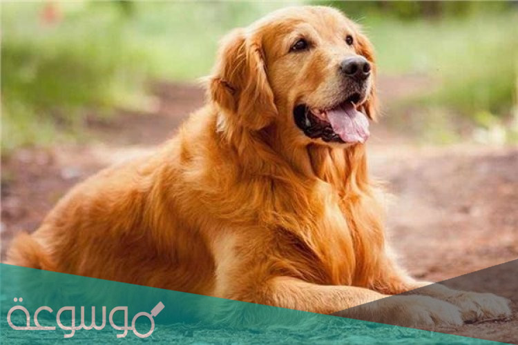 ما الحكمه من التشبيه بالكلب دون سائر الحيوانات