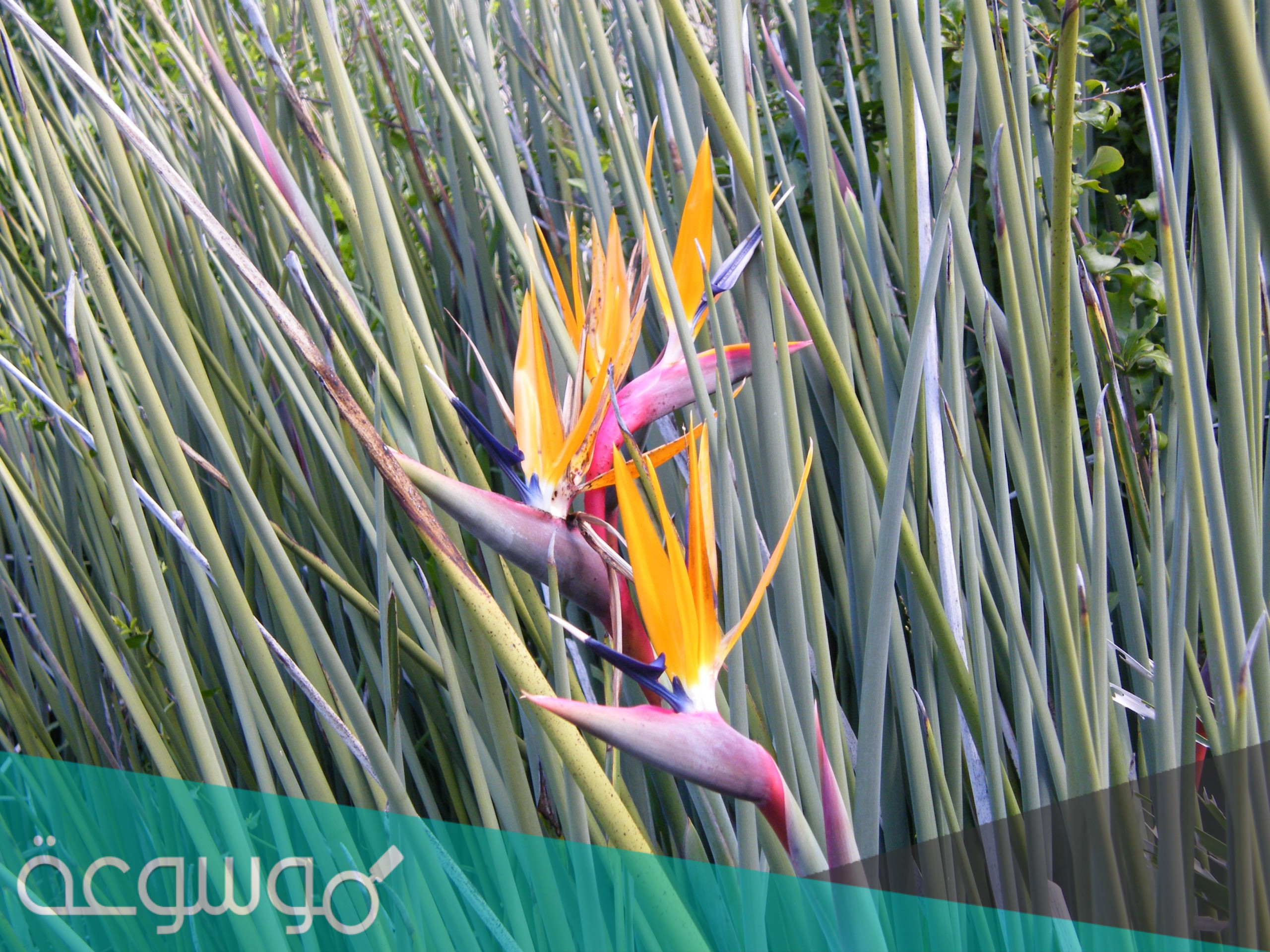 ما الموطن الاصلي لنبات عصفور الجنه الملكي