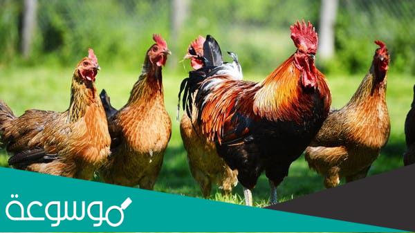 ما تفسير رؤية الدجاج في المنام