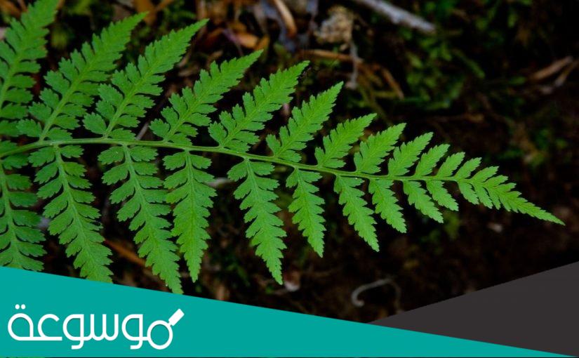 ما معنى النباتات الوعائية