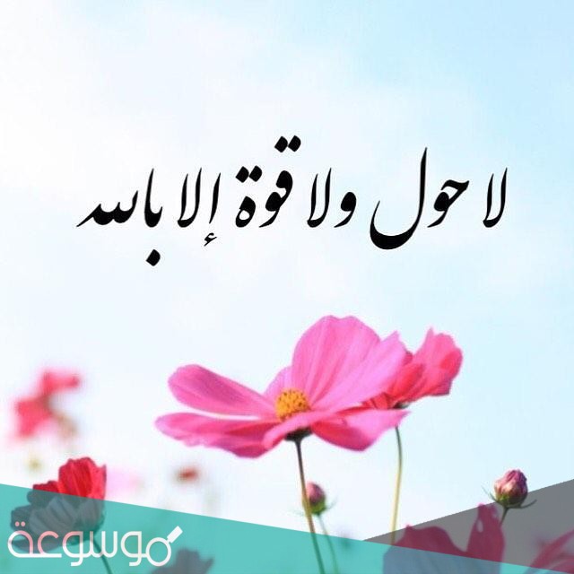 ما معنى حوقل في اللغة العربية