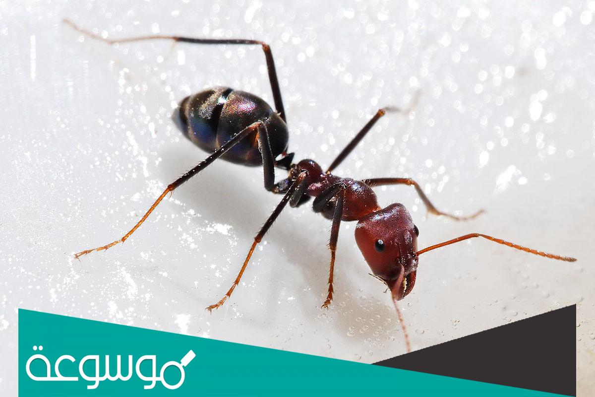 ما نوع التماثل في النمل