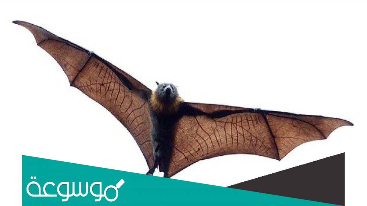 ما هو الخفاش وكيف يتكاثر