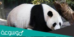 ما هو حيوان الباندا