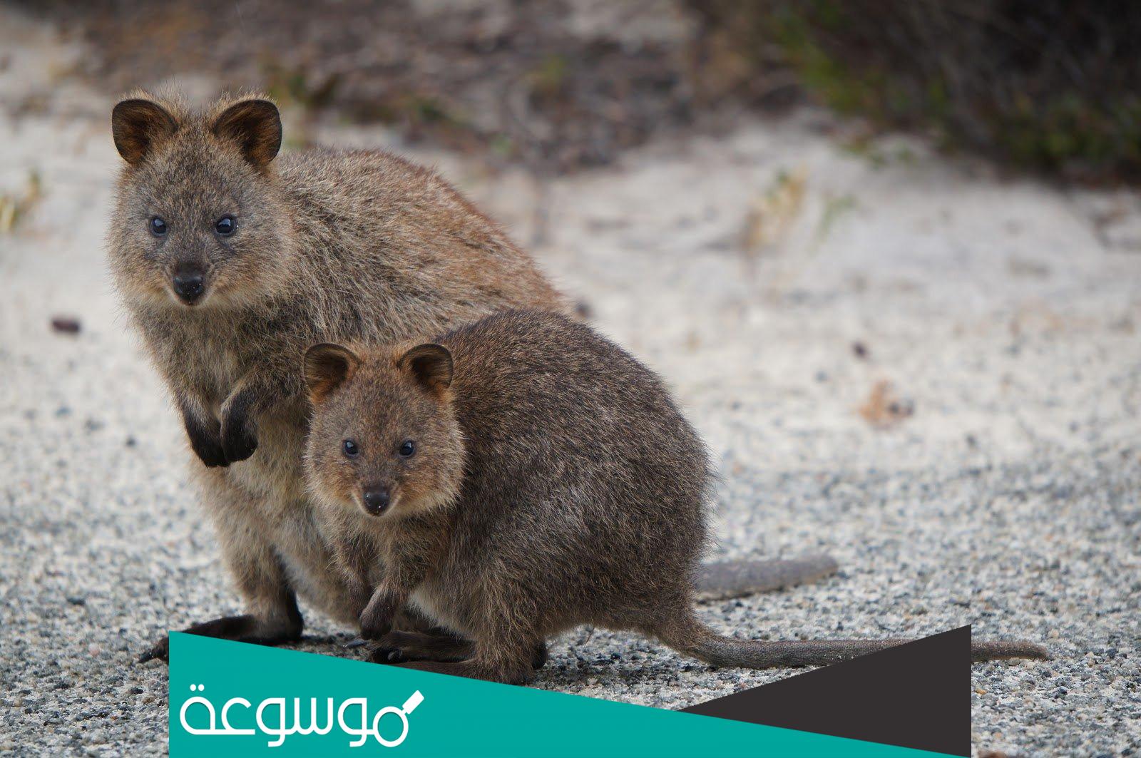 ما هو حيوان الكوكا وماذا يأكل