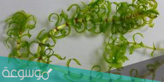 ما هو نبات الايلوديا Elodea