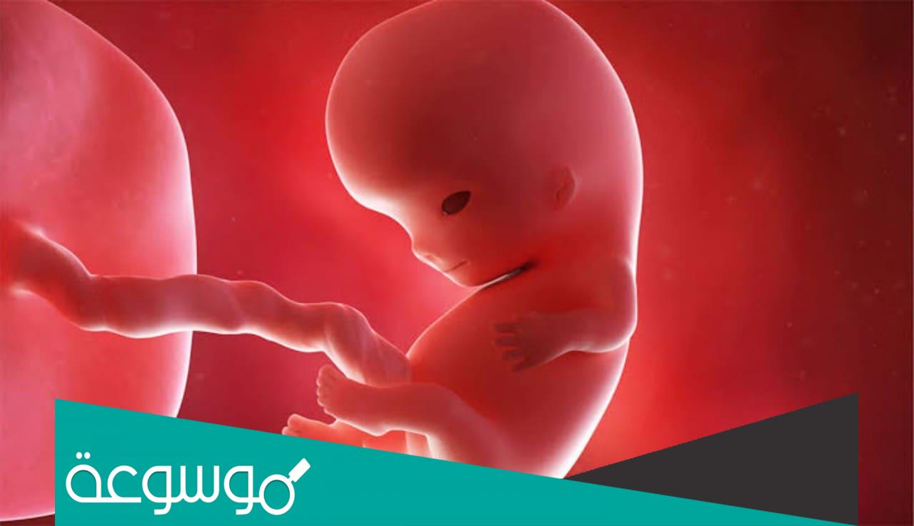 ما هي أعراض الحمل في الشهر السادس وحالة الجنين ؟