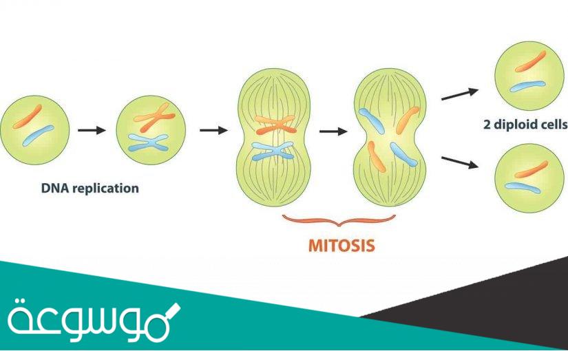 ما هي اطوار الانقسام المتساوي