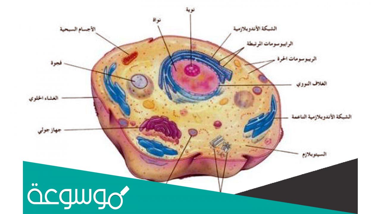 ما هي الوحدة التركيبية للكائنات الحية