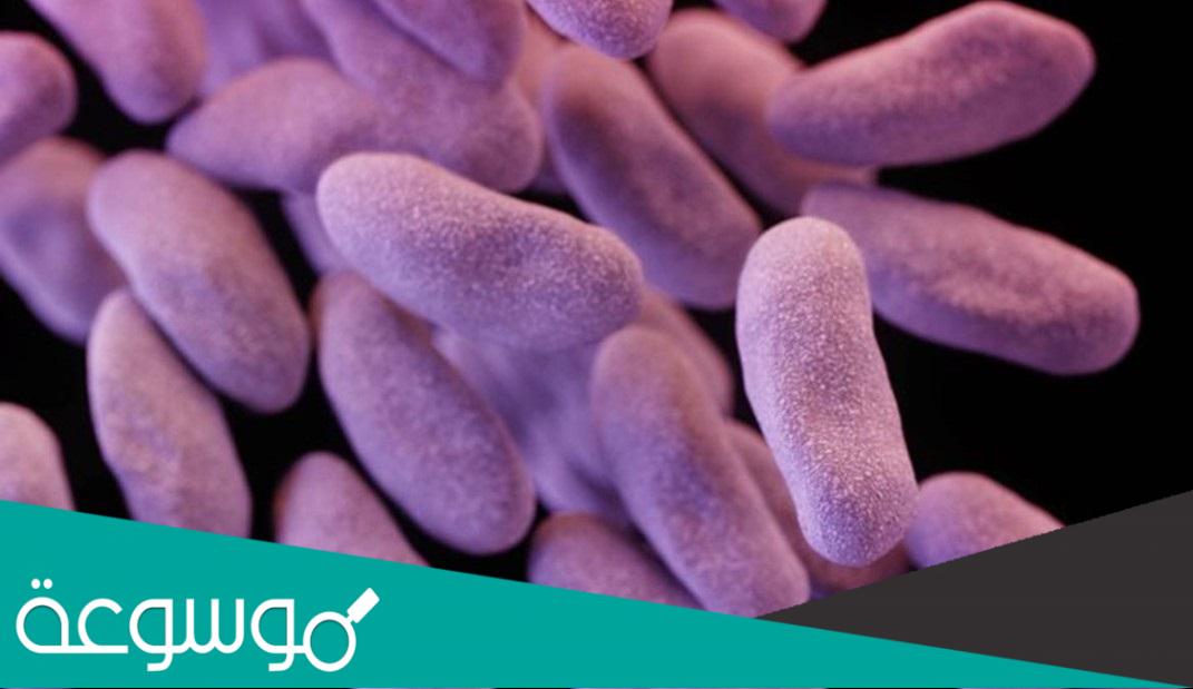 ما هي بكتيريا CRE