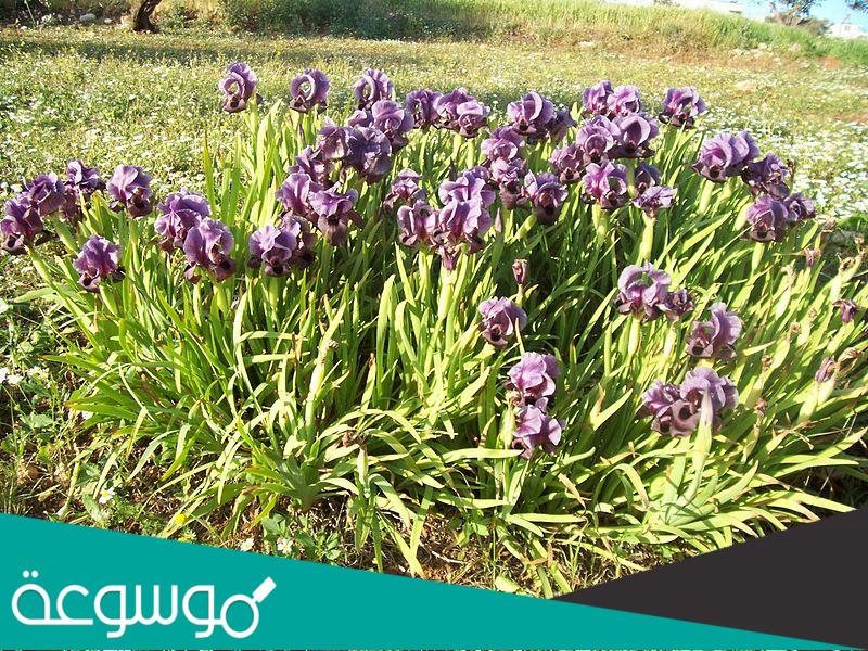 معلومات عن حدائق بابل المعلقة