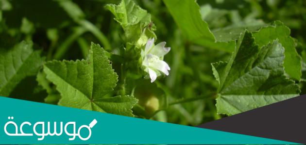 ما هي فوائد الخبيزة للجنس