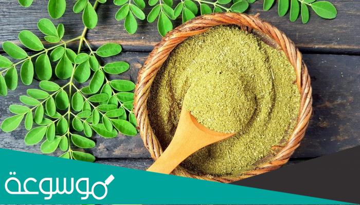 ما هي فوائد المورينجا للجسم