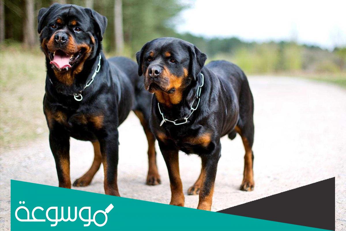 ما هي مميزات وعيوب روت وايلر