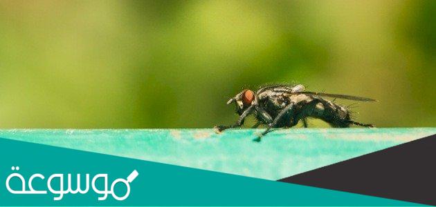 ماهو مرض النوم الذي تنقلة ذبابة الموت تسي تسي