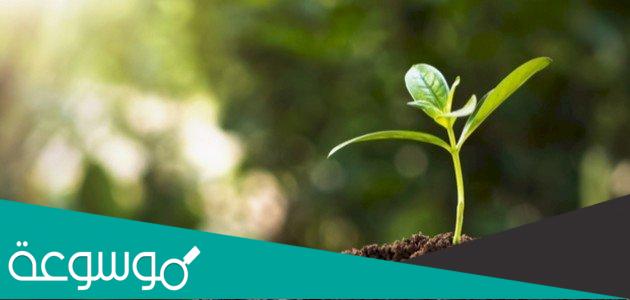 ماهي العضية التي تساعد النبات على صنع الغذاء  