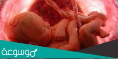 ماهي تطورات الحمل في الشهر السادس
