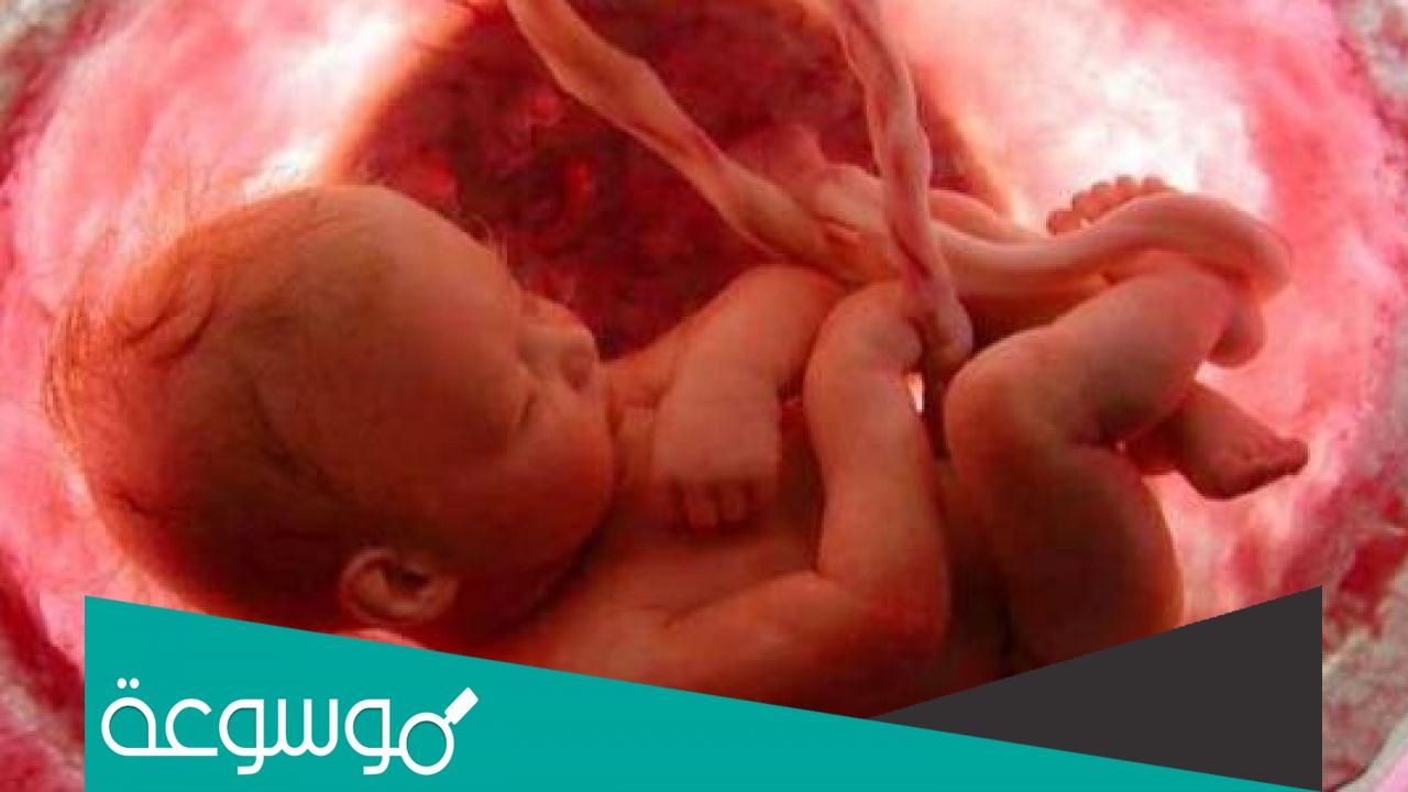 ماهي تطورات الحمل في الشهر السادس