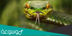 ماهي فوائد سم الأفاعي الصحية