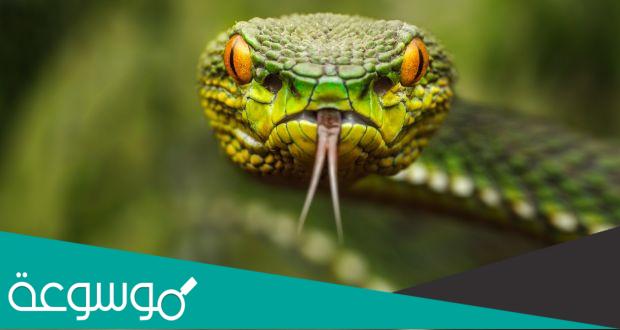 ماهي فوائد سم الأفاعي الصحية