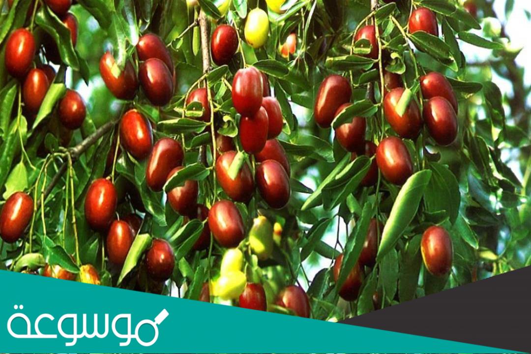 ماهي فوائد فاكهة العناب