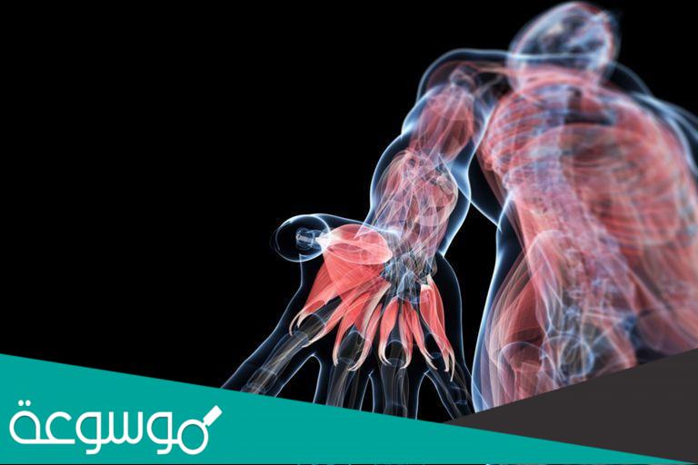 مبادىء الاناتومي