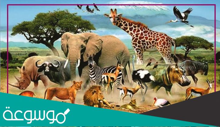 مخطط تصنيف المملكة الحيوانية