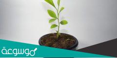 مراحل نمو شجرة الليمون